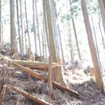 国土7割が森林の日本で、なぜウッドショックが起きるのか？