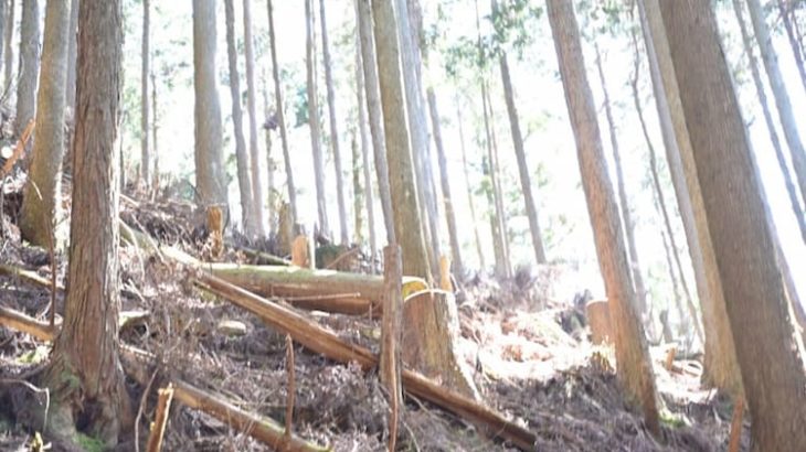 国土7割が森林の日本で、なぜウッドショックが起きるのか？